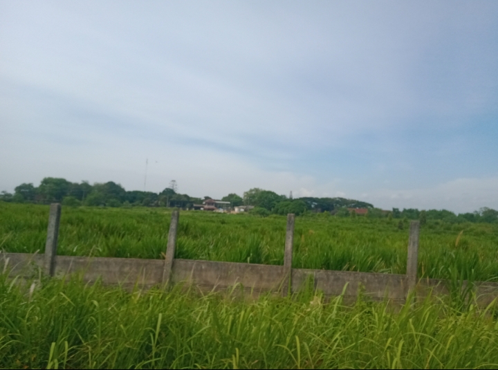 Tanah Adat Jabung 747 Ha Dikuasai PT. Austasia Stoock Feed 7 Kali Sidang Tak Usai