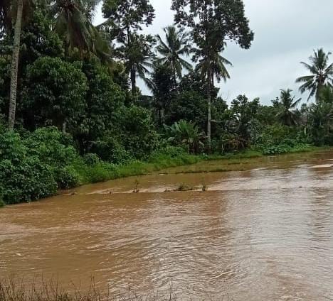 Akibat Banjir Melanda Pekon Paku, Ratusan Sawah Warga Terendam Air