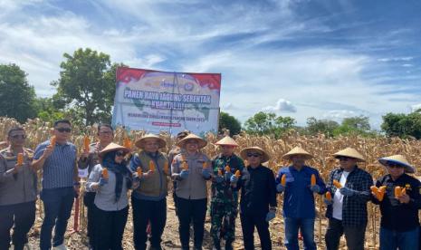 Panen Raya Jagung di Sidrap Teguhkan Ketahanan Pangan Nasional