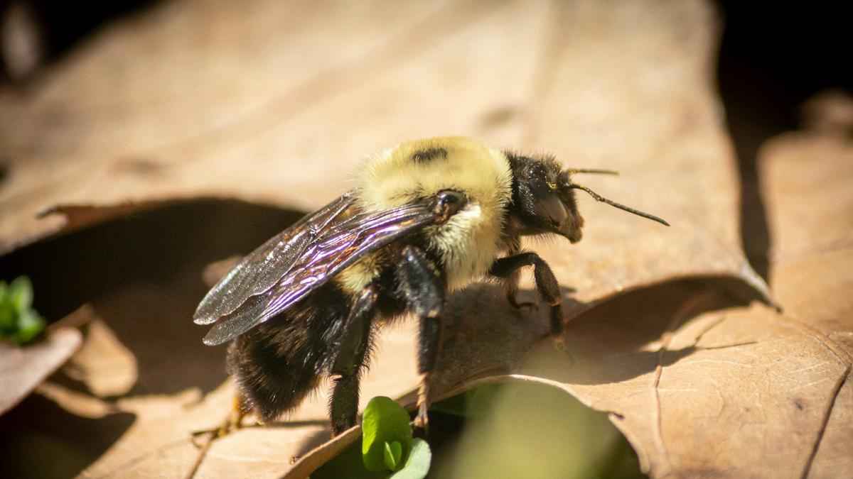 How To Get Rid Of Carpenter Bees: 6 Simple Tips