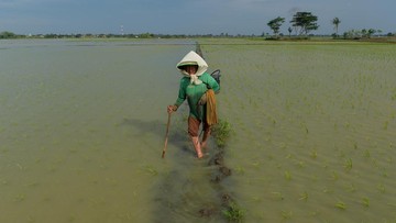 Banjir Rendam 804 Hektare Sawah di Tangerang