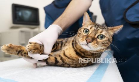 Hewan Peliharaan Kini Bisa Punya Asuransi Medis
