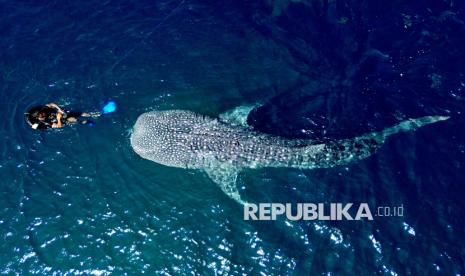 Libur Lebaran, Wisata Hiu Paus di Gorontalo Dipadati Pengunjung