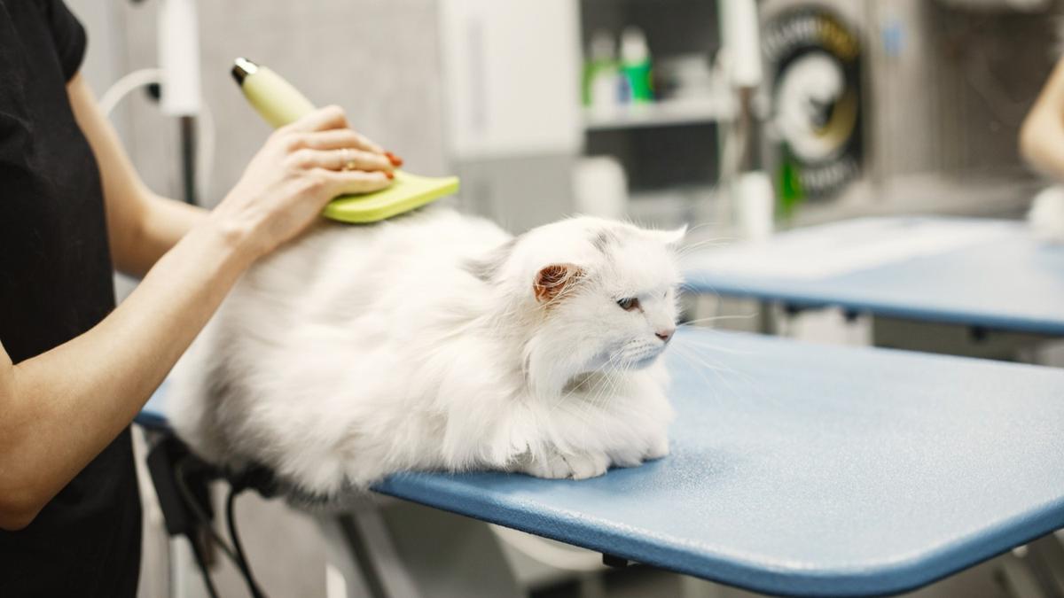 How to Get Rid of Fleas on Cats: Everything You Need to Know