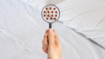 10 Aroma yang Paling Dibenci Kutu yang Ampuh untuk Membasmi