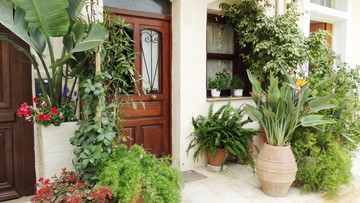 25 Tanaman Hias Depan Rumah yang Bikin Hunian Makin Cantik dan Asri