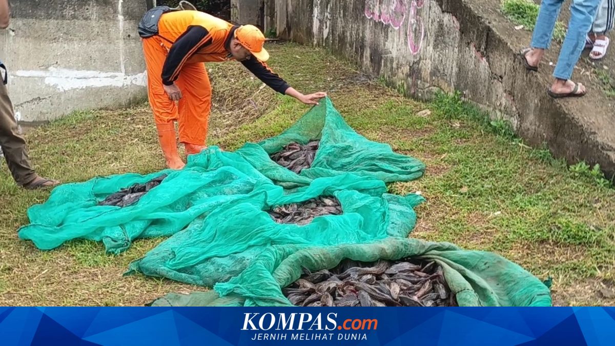 Walkot Jaksel Pertimbangkan Olah Ikan Sapu-sapu Jadi Pakan Ternak: Sedang Dalam Kajian