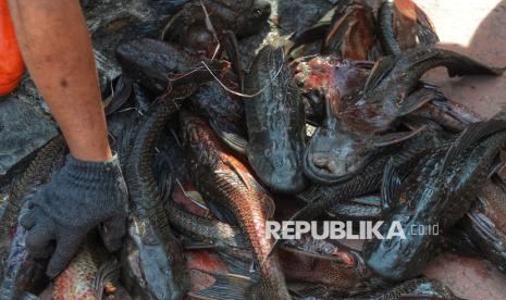 Ini Bahaya Makan Ikan Sapu-Sapu Kata Pejabat Dinkes Jakarta