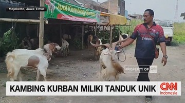 VIDEO: Kambing Bertanduk Mirip Rusa Jadi Perhatian