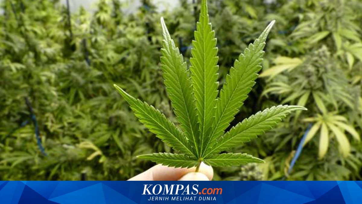 WN Belanda Tanam Ganja di Kontrakan Denpasar Dituntut 9 Tahun Penjara