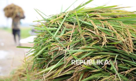 Aceh Besar Pacu Produktivitas Padi Lahan Oplah