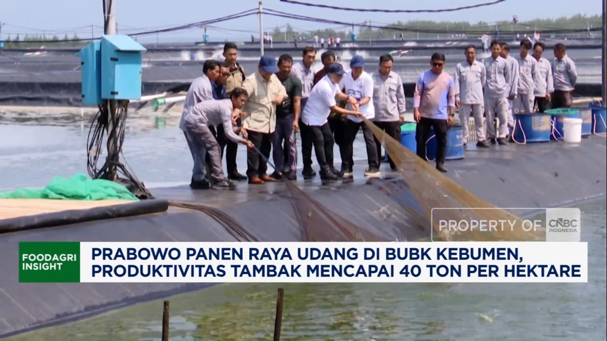 Video: Prabowo Panen Raya Udang Kebumen, Produksi Bisa 40 Ton/ha