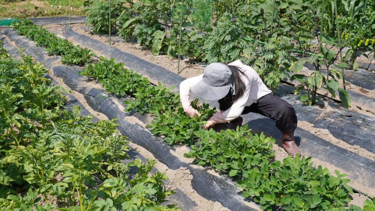 Jepang Akan Pangkas Pajak Konsumsi, Siapkan Bantuan agar Petani Tak Merugi