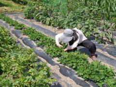 Jepang Akan Pangkas Pajak Konsumsi, Siapkan Bantuan agar Petani Tak Merugi
