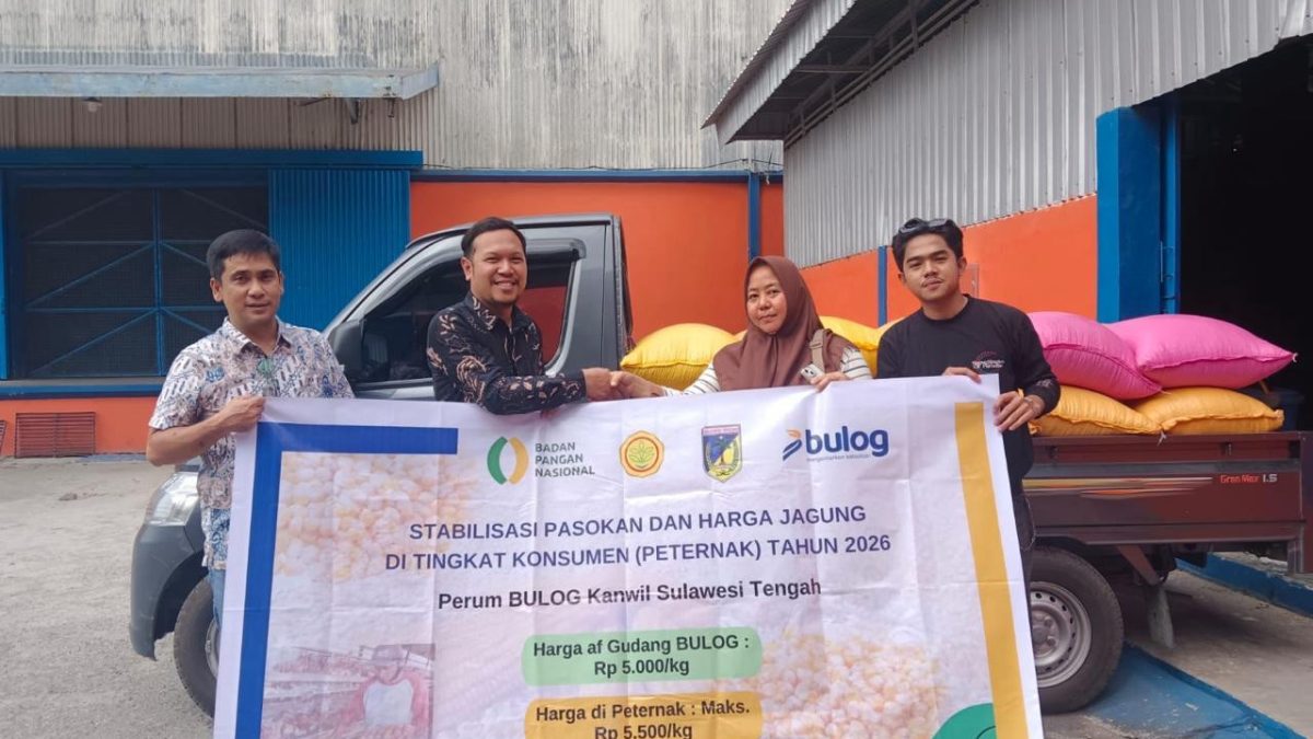 BULOG Gencarkan Penyaluran 150 Ribu Ton SPHP Jagung Tahap II, Utamakan Peternak Mikro